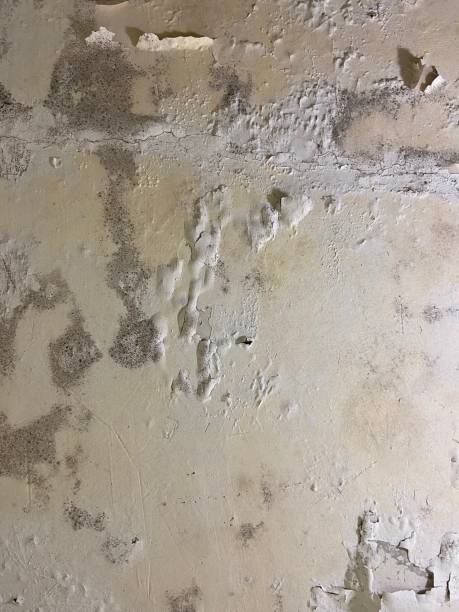 Best Mold Remediation  in Lincoln, ID